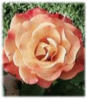 Deux Roses